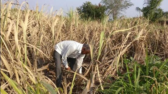 The Union government has already directed all the fertilisers companies to ensure the availability of these fertilisers in the market for farmers and sell all old stocks at old prices. (Image used for representation). (REUTERS PHOTO.)