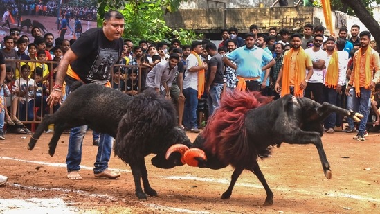 Goats lock their horns during a fight as part of Dussehra celebrations in Hubballi, Wednesday.(PTI)