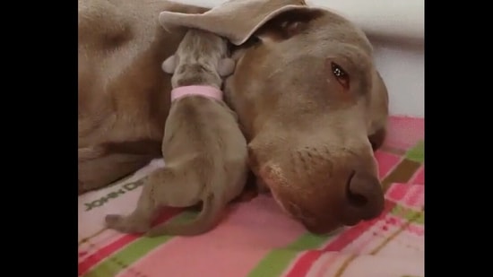 Puppy snuggles close to mama dog's ear for warmth. Screengrab