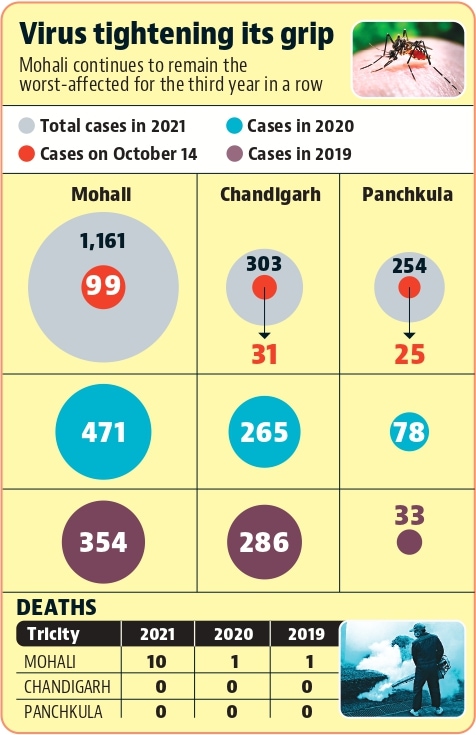 Half way through October, Chandigarh tricity’s dengue cases already double than last year’s tally Half way through October, Chandigarh tricity’s dengue cases already double than last year’s tally
