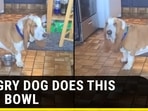 HUNGRY DOG DOES THIS WITH BOWL