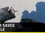 BIKER SAVES TURTLE 