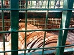 The 13-year-old tiger came to be identified as “MDT 23” , or Mudumalai Division Tiger number 23.(SOURCED) The 13-year-old tiger came to be identified as “MDT 23” , or Mudumalai Division Tiger number 23.(SOURCED)