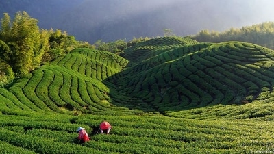 The increasing inflow and availability of tea from Nepal has had a direct impact on the prices of prestigious Darjeeling tea. (Photo via DW) The increasing inflow and availability of tea from Nepal has had a direct impact on the prices of prestigious Darjeeling tea. (Photo via DW)