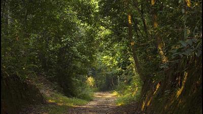 Oil and natural gas extraction in forest areas and wildlife sanctuaries is not “mining”, said the standing committee of the National Board for Wildlife (NBWL) with regard to the proposals for six projects in Trishna Wildlife Sanctuary in Tripura. (Shutterstock) Oil and natural gas extraction in forest areas and wildlife sanctuaries is not “mining”, said the standing committee of the National Board for Wildlife (NBWL) with regard to the proposals for six projects in Trishna Wildlife Sanctuary in Tripura. (Shutterstock)