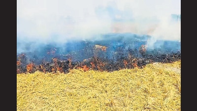 The satellite images detected 660 stubble-burning cases on Dussehra in Punjab. The number for the corresponding day in 2020 was 479 and 258 in 2019. (HT Photo) The satellite images detected 660 stubble-burning cases on Dussehra in Punjab. The number for the corresponding day in 2020 was 479 and 258 in 2019. (HT Photo)