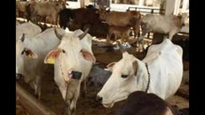 At least 10 dairies out of 250 under the Ambala MC limits are yet to be shifted to designated complexes after the deadline got over on Thursday. (HT File/Representational image) At least 10 dairies out of 250 under the Ambala MC limits are yet to be shifted to designated complexes after the deadline got over on Thursday. (HT File/Representational image)