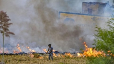 In Punjab, four districts, namely Amritsar, Tarn Taran, Patiala and Ludhiana, contributed more than 70% to the total stubble burning events. (PTI | Representational image) In Punjab, four districts, namely Amritsar, Tarn Taran, Patiala and Ludhiana, contributed more than 70% to the total stubble burning events. (PTI | Representational image)