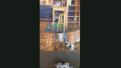 The image is taken from the funny video. (Jukin Media)