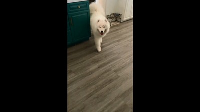 The video of the dog may leave you with a huge smile on your face. (Instagram/@boomer_the_landcloud)