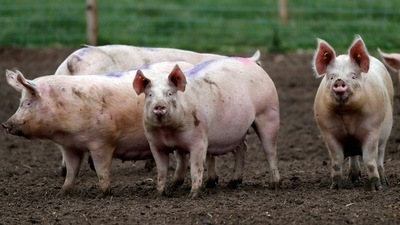 According to Bloomberg, about 120,000 pigs had nowhere to go at the start of October which could have resulted in massive “welfare” culls. (Reuters)