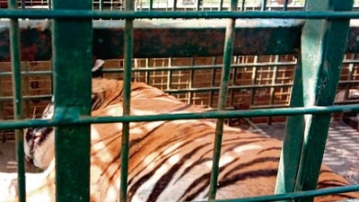 The 13-year-old tiger came to be identified as “MDT 23” , or Mudumalai Division Tiger number 23. (SOURCED) The 13-year-old tiger came to be identified as “MDT 23” , or Mudumalai Division Tiger number 23. (SOURCED)
