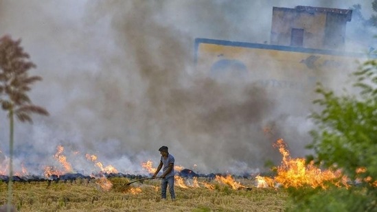 In Punjab, four districts, namely Amritsar, Tarn Taran, Patiala and Ludhiana, contributed more than 70% to the total stubble burning events. (PTI | Representational image)