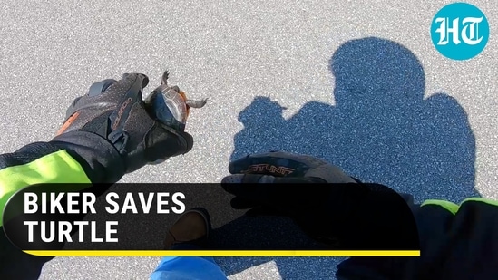 BIKER SAVES TURTLE&nbsp;