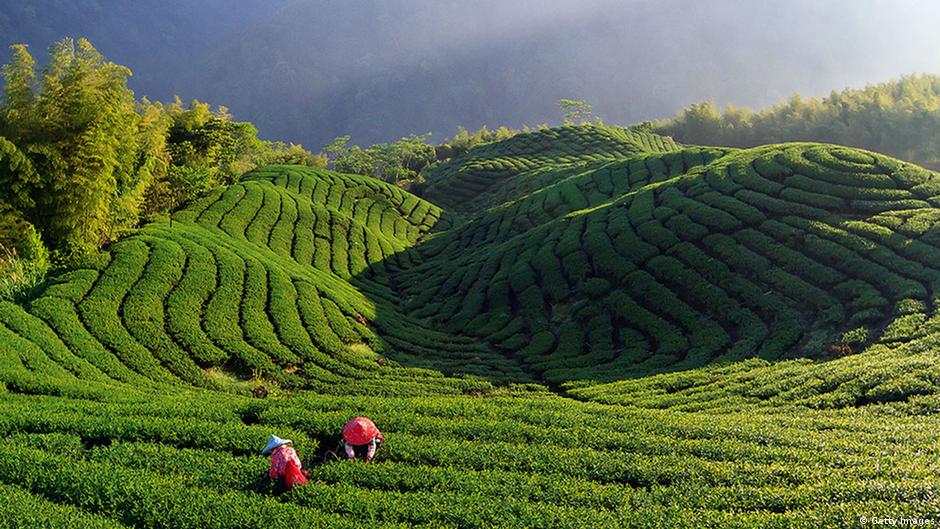Darjeeling suffers from the concerted illegal trade and smuggling of Nepal teas into India, and the fact that these spurious varieties find their way to the export market under the Darjeeling label.&nbsp; (Photo via DW)