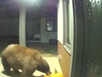 The image shows a bear eating pumpkins.