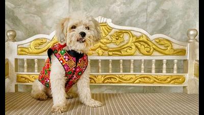 Pet parents love to include their fur babies in the festive celebrations by dressing them up in bright outfits and accessories. (Facebook_Dog-O-Bow (Photo for representational purposes only)) Pet parents love to include their fur babies in the festive celebrations by dressing them up in bright outfits and accessories. (Facebook_Dog-O-Bow (Photo for representational purposes only))