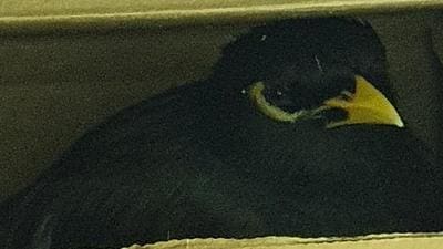 Alia’s myna escaped from Kabul in a cardboard box to reach the UAE safely. (PHOTO: XAVIER CHATEL) Alia’s myna escaped from Kabul in a cardboard box to reach the UAE safely. (PHOTO: XAVIER CHATEL)
