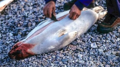 Kiviak (Greenland): This is a traditional food from Greenland that is made of auk birds which are then sealed in dead seal and are left for fermentation for up to three months.&nbsp; (Instagram/@therelocos)