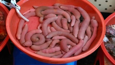 Penis Fish (South Korea): This is a South Korean genital-shaped dish that is typically eaten raw with a savoury sauce.&nbsp; (Instagram/@madi379)