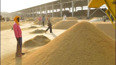 With paddy procurement underway in the Chandigarh region, the IMD has warned against keeping harvested produce in the open to avoid damage. (Gurtej Singh/HT) With paddy procurement underway in the Chandigarh region, the IMD has warned against keeping harvested produce in the open to avoid damage. (Gurtej Singh/HT)