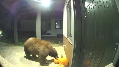 The image shows a bear eating pumpkins. (Facebook/@Ring)