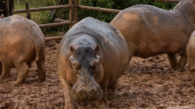 The hippos were shot with darts to inject them with a medicine called GonaCon. (AFP Photo)
