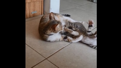 The image shows the mama cat and its baby. (Reddit/@Zoesobol)