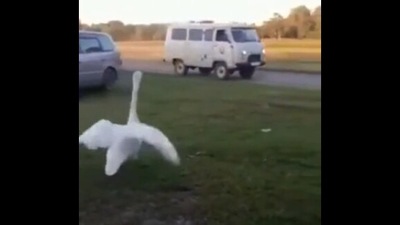 The image shows the swan walking towards a car. (Reddit/@StcStasi)