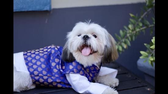 Buy Dog Clothes Male Shih Tzu online