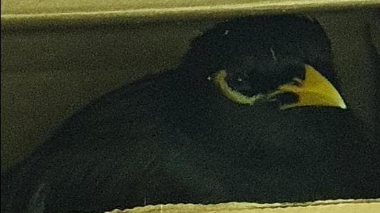Alia’s myna escaped from Kabul in a cardboard box to reach the UAE safely. (PHOTO: XAVIER CHATEL) Alia’s myna escaped from Kabul in a cardboard box to reach the UAE safely. (PHOTO: XAVIER CHATEL)