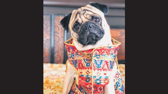 Pets feel a part of the celebrations when dressed up, as they often see their hoomans dressing up for special occasions. Pets feel a part of the celebrations when dressed up, as they often see their hoomans dressing up for special occasions.
