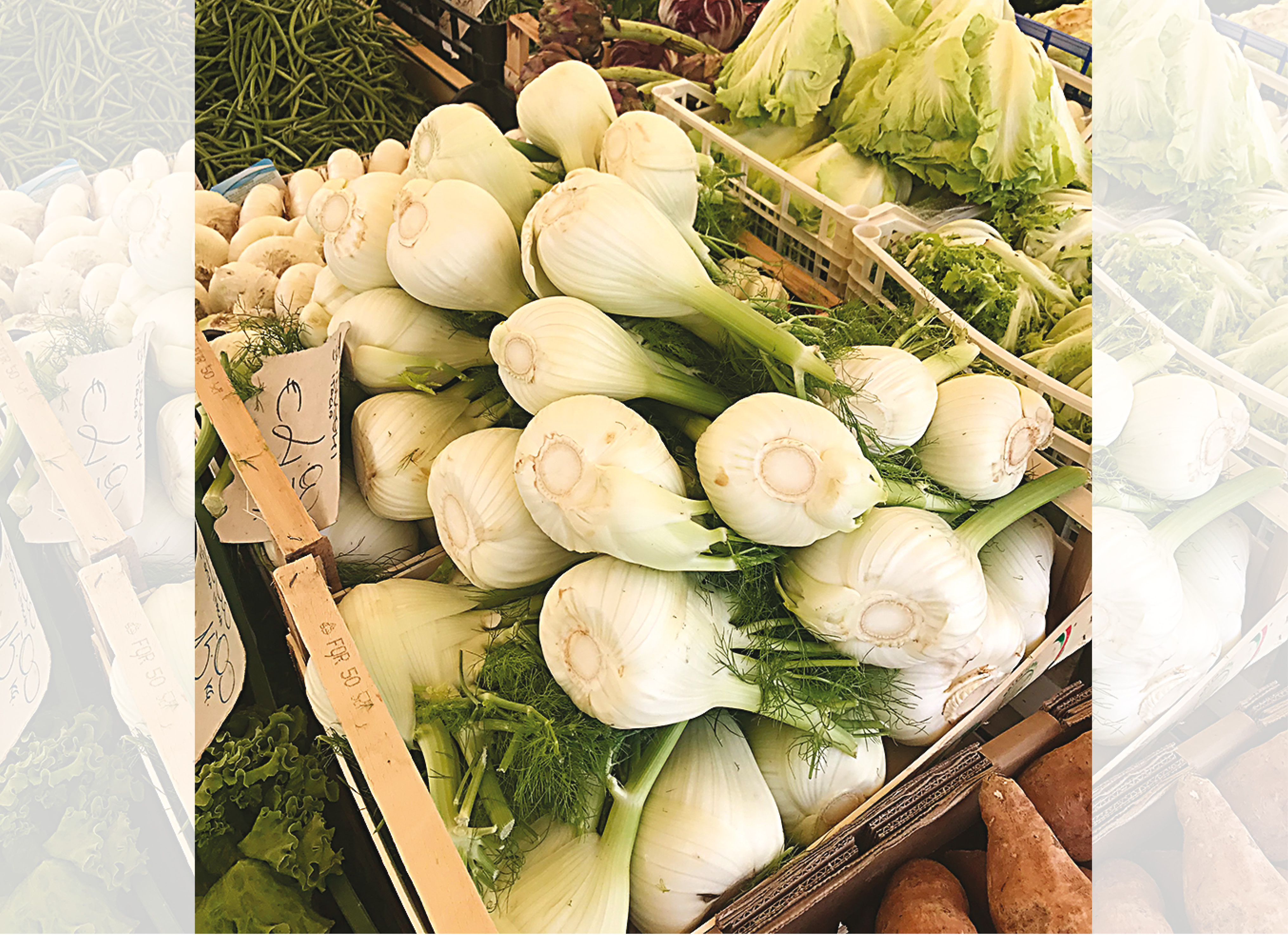 Saunf comes from the seeds of the fennel plant and the vegetable forms the base bulb of the plant (Natasha Celmi) Saunf comes from the seeds of the fennel plant and the vegetable forms the base bulb of the plant (Natasha Celmi)