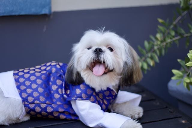 Polo, a Shih Tzu dressed up in a sherwani, is all set to welcome the festive season.