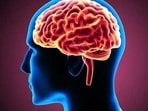 Study explores hidden territory of human brain. (Representational image)(Shutterstock) Study explores hidden territory of human brain. (Representational image)(Shutterstock)
