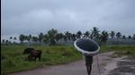 A man holds an umbrella and keeps a watch on his grazing cows on a rainy day in Kochi, Kerala. (AP) A man holds an umbrella and keeps a watch on his grazing cows on a rainy day in Kochi, Kerala. (AP)