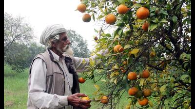 The South is the biggest market for Punjab’s kinnow and the region plays a vital role in deciding the pricing, say orchardists. The South is the biggest market for Punjab’s kinnow and the region plays a vital role in deciding the pricing, say orchardists.