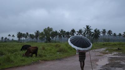 A man holds an umbrella and keeps a watch on his grazing cows on a rainy day in Kochi, Kerala. (AP) A man holds an umbrella and keeps a watch on his grazing cows on a rainy day in Kochi, Kerala. (AP)