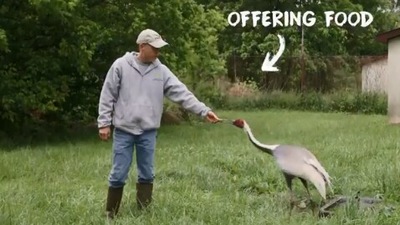 The image shows the crane and its caretaker. (Twitter/@NationalZoo)