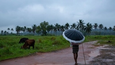 A man holds an umbrella and keeps a watch on his grazing cows on a rainy day in Kochi, Kerala. (AP) A man holds an umbrella and keeps a watch on his grazing cows on a rainy day in Kochi, Kerala. (AP)