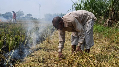 The three districts of Karnal, Kaithal, and Kurukshetra account for 80% of stubble burning incidents in Haryana (PTI) The three districts of Karnal, Kaithal, and Kurukshetra account for 80% of stubble burning incidents in Haryana (PTI)
