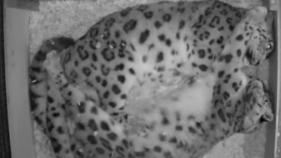 Watch this big cat sleep comfortably in various positions. (Instagram/@thebigcatsanctuaryuk) Watch this big cat sleep comfortably in various positions. (Instagram/@thebigcatsanctuaryuk)