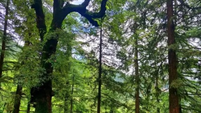 Significantly, all seven states in the northeast were among the top 10 states with maximum tree cover loss in the past 20 years. (HT File Photo) Significantly, all seven states in the northeast were among the top 10 states with maximum tree cover loss in the past 20 years. (HT File Photo)