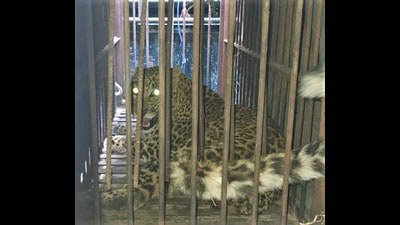 The Uttarakhand forest department has started DNA testing of faecal matter of leopards to ascertain whether they are ‘problematic’ or ‘man-eater’. (Sourced) The Uttarakhand forest department has started DNA testing of faecal matter of leopards to ascertain whether they are ‘problematic’ or ‘man-eater’. (Sourced)