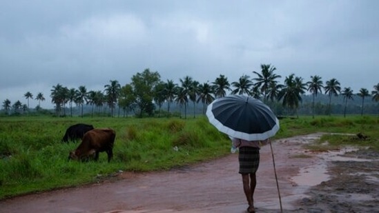A man holds an umbrella and keeps a watch on his grazing cows on a rainy day in Kochi, Kerala.(AP)