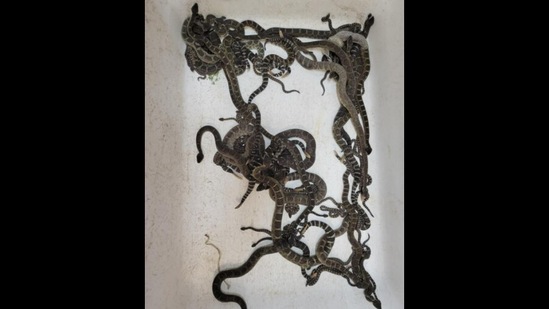 The snake rescue organisation discovered more 90 reptiles underneath a house in California.(Facebook/@Sonoma County Reptile Rescue)