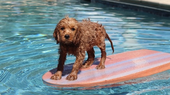 Dog Surfing Instructor: Why should humans have all the fun? If you love dogs then you should definitely switch to this job. It involves training dogs how to surf on surfboards, bodyboards, skimboards, windsurf boards or bodysurf.(Unsplash)