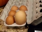 A family spots this rather unusual egg on the day of the Halloween.(Jukin Media) A family spots this rather unusual egg on the day of the Halloween.(Jukin Media)