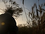 The Global Hunger Index (GHI) 2021 rankings were released last week. India was placed at 101st rank among 116 nations covered in the report. (AFP File Photo)