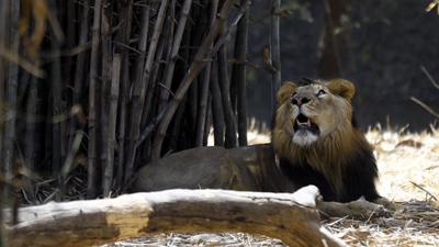The Pune Municipal Corporation (PMC) has approved ₹3.36 crore for a trench at the Rajiv Gandhi Zoological park in Katraj. The trench will be constructed around the enclosure that holds the lions. (HT FILE PHOTO) The Pune Municipal Corporation (PMC) has approved ₹3.36 crore for a trench at the Rajiv Gandhi Zoological park in Katraj. The trench will be constructed around the enclosure that holds the lions. (HT FILE PHOTO)